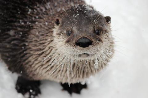 Otter in snow