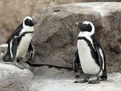 African penguins at the National Aviary