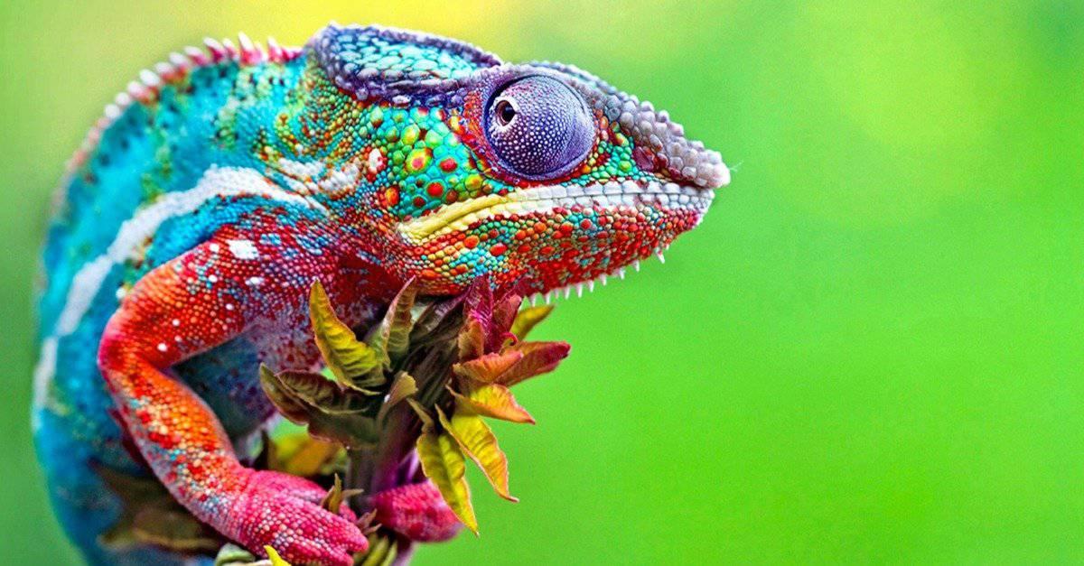 Reptile on leaf.