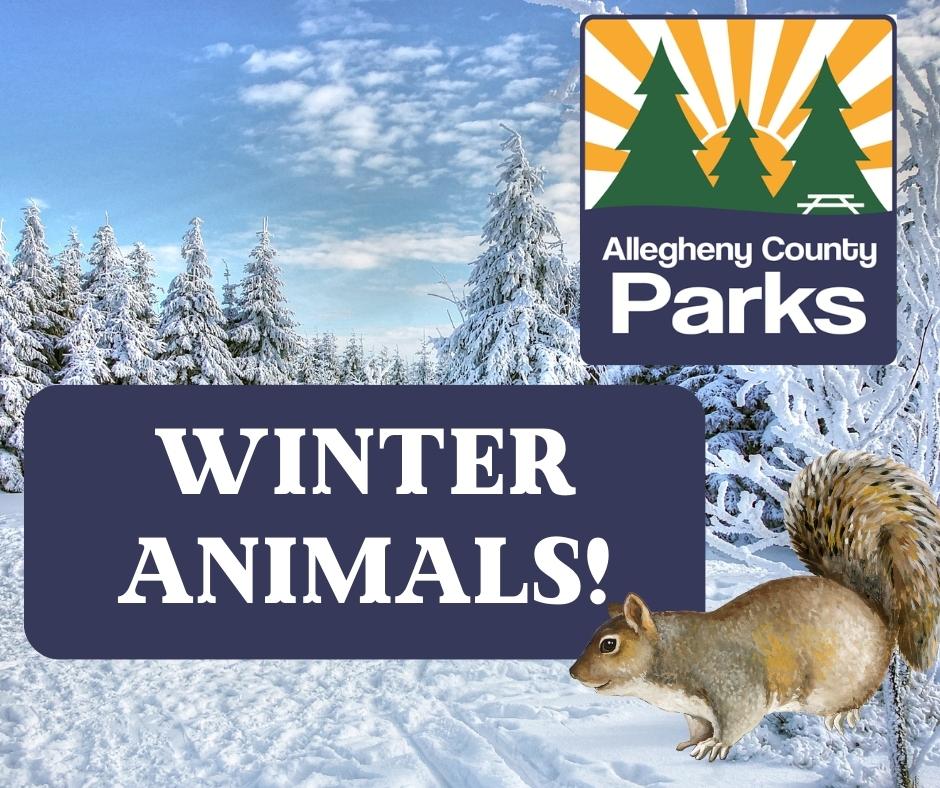 Winter Animals presented by Allegheny County Parks