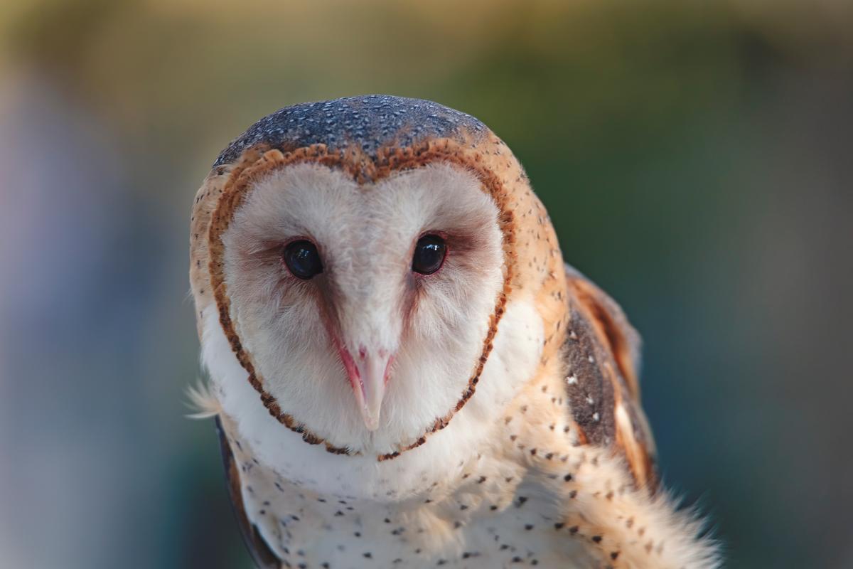 Barn owl looking directly at the camera