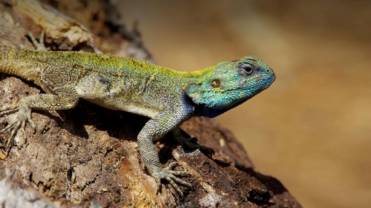 Multicolored lizard perching on bark, facing to the right