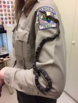 Black rat snake on a ranger's shoulder
