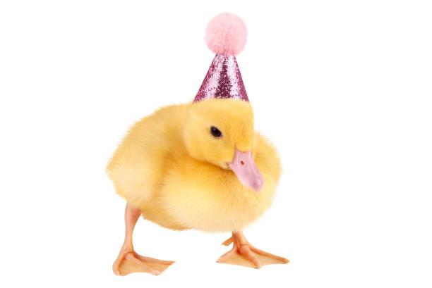 Duckling wearing a party hat