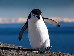 Penguin waddling