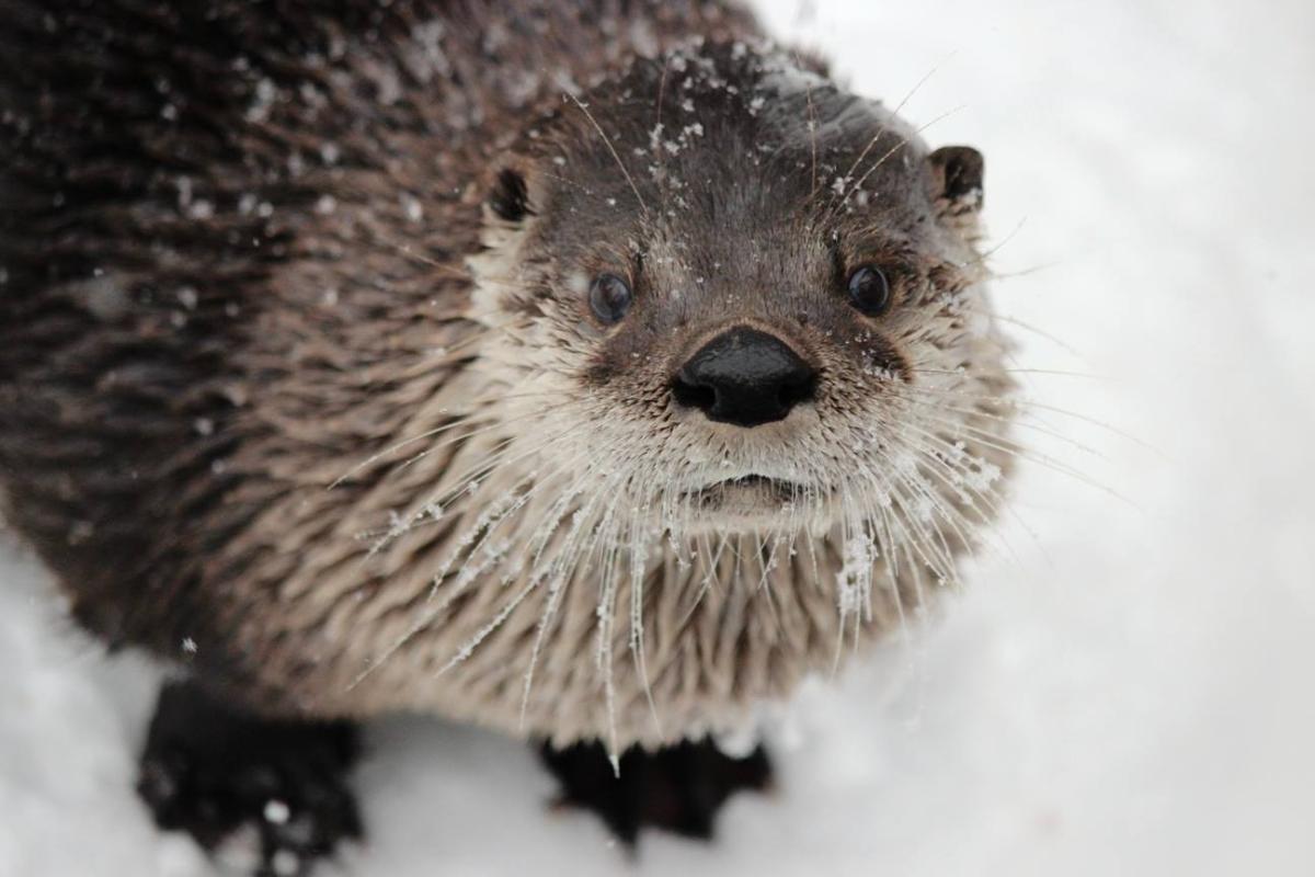 Otter in snow