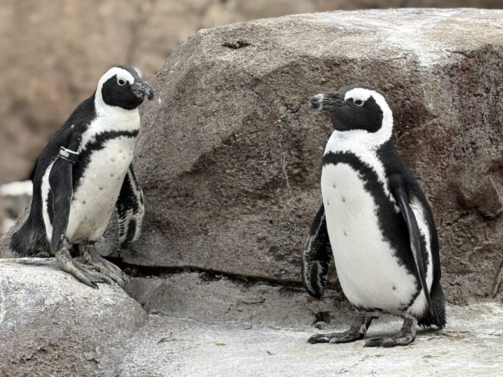 African penguins at the National Aviary