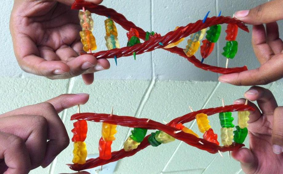 DNA molecule made of candy